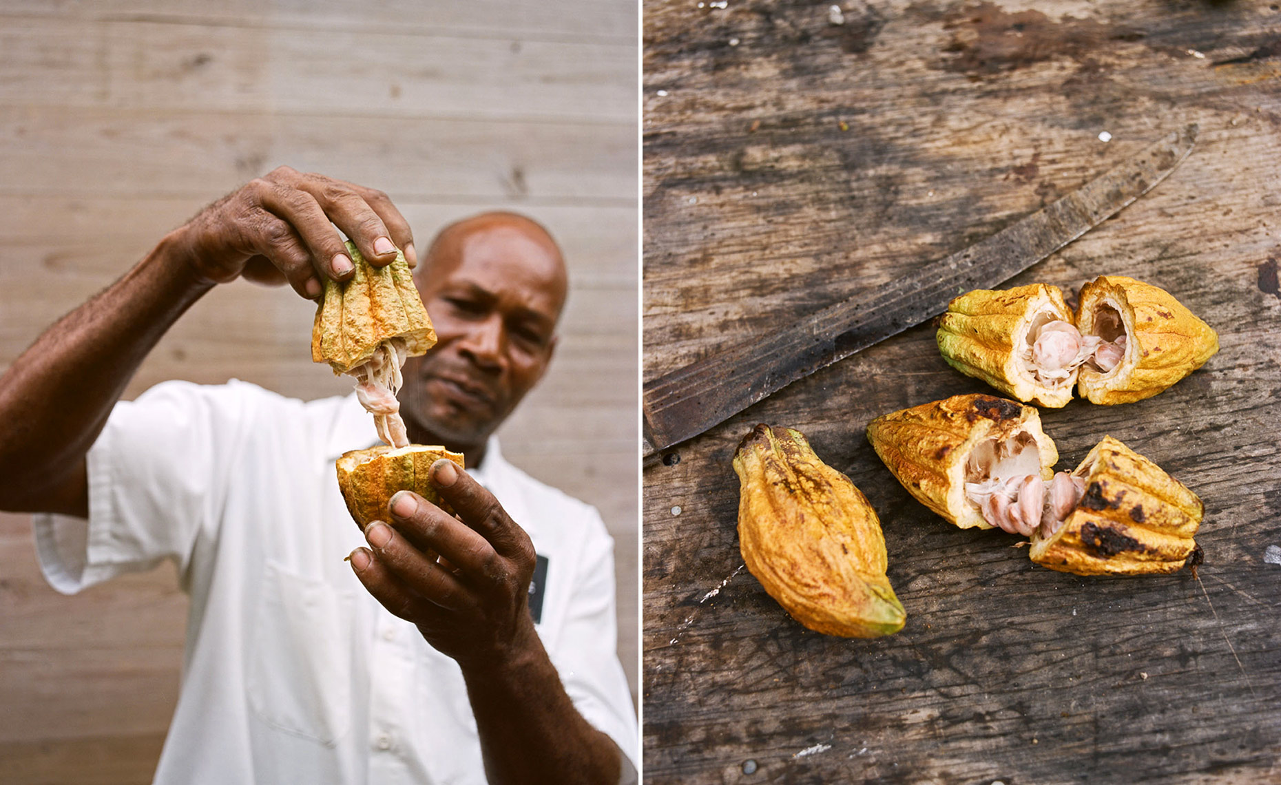 cocoa farm pods chocolate st lucia saint